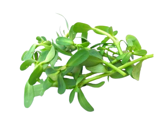 Brahmi