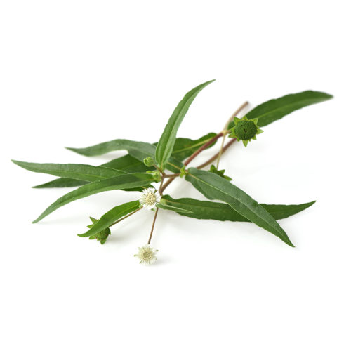 Bhringraj