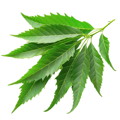 Neem